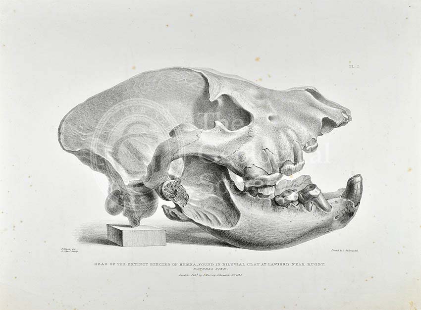 Skull of extinct hyena