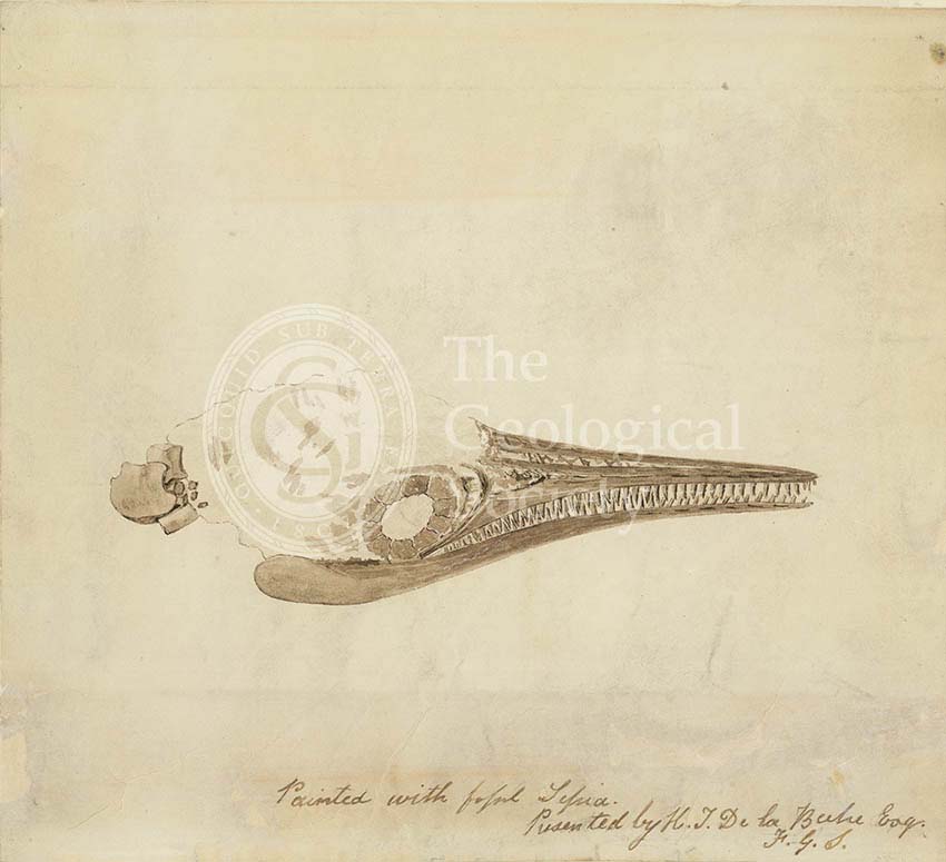 Ichthyosaur skull in fossil sepia