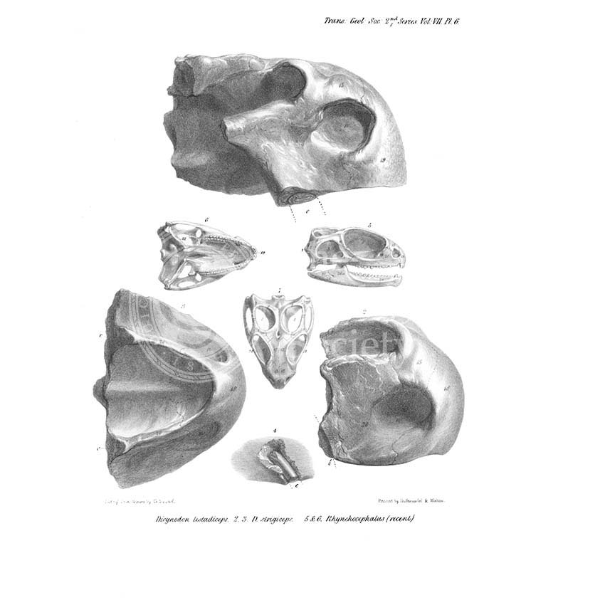 Skulls of Dicynodon
