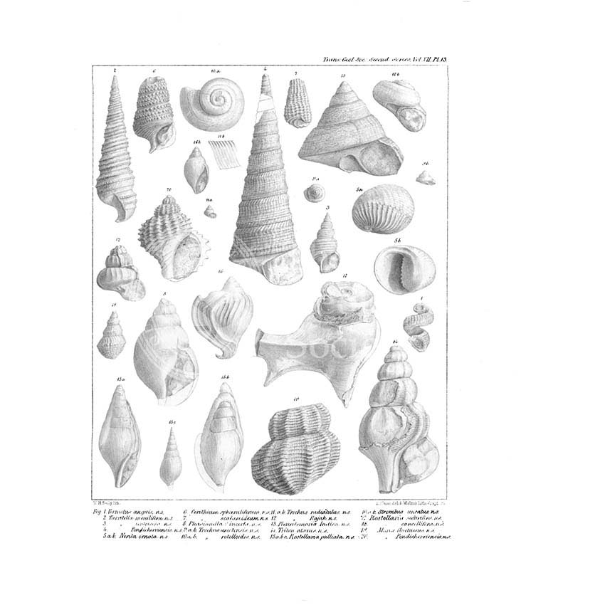 Fossil mollusca