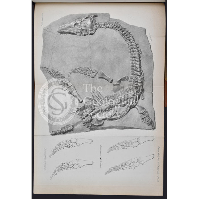 Plesiosaurus macrocephalus (lithograph)