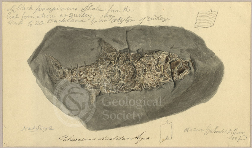Palaeoniscus striolatus Agassiz