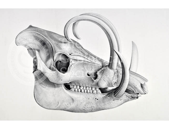 Skull of the recent pig, Babyrussa