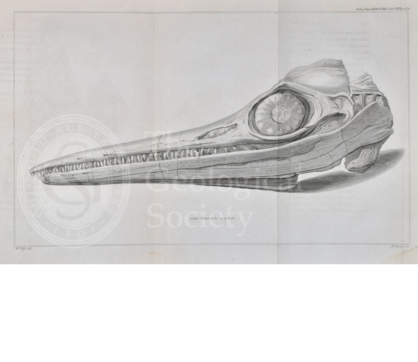 Head of an ichthyosaur