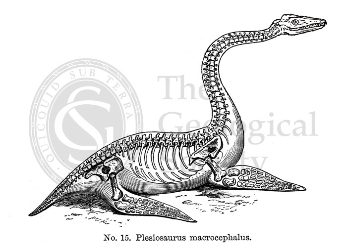 Reconstruction of Plesiosaurus macrocephalus