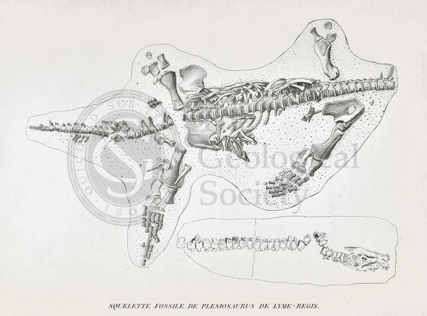 Skeleton of a Plesiosaur from Lyme Regis