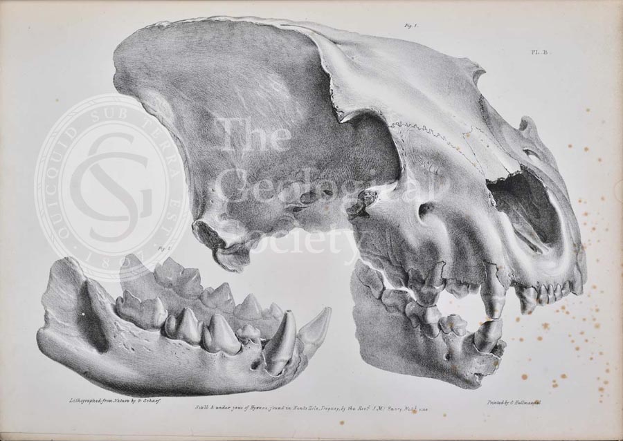 Skull of a hyaena from Kent’s Cavern