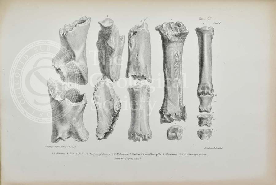 Bones of rhinoceros and horse found in Kent’s Cavern