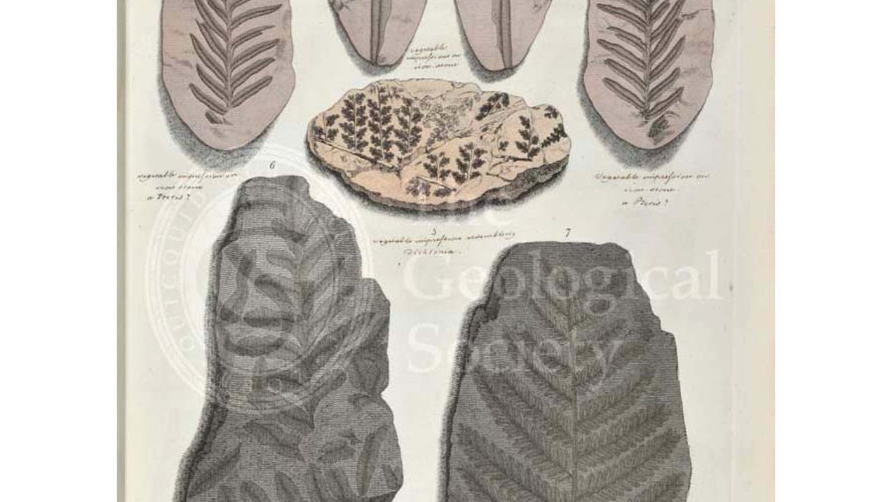 04-82-Plate-04-1280x720.jpg