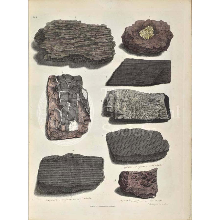 Remains of fossil plants, including fossil wood and bark